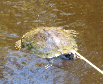[This turtle has a more globular head than the red-eared slider turtles. Its shell is much less segmented and has very little color variation. The shell seems like it would blend in very well with brown surroundings.]